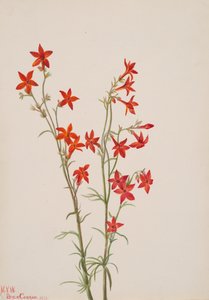 Gilia Arizonica, 1931. od Mary Vaux Walcott