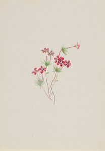 Gilia linanthus parviflorus od Mary Vaux Walcott