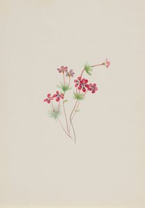 Gilia linanthus parviflorus, ca. 1900-1930. od Mary Vaux Walcott