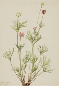 Sasanka kulovitá (Anemone globosa) od Mary Vaux Walcott
