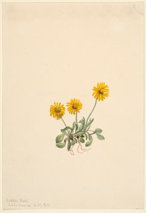 Blešník zlatý (Erigeron aureus) od Mary Vaux Walcott