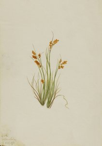Zlatá ostřice Carex aurea, 1921. od Mary Vaux Walcott