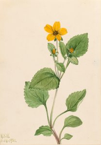 Zlatá hvězda Chrysogonum virginianum, 1922. od Mary Vaux Walcott