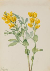 Goldenpea Thermopsis rhombifolia, 1923. od Mary Vaux Walcott