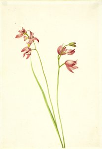 Orchidej trávorůžová (Limodorum tuberosum) od Mary Vaux Walcott