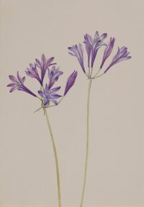 Ořech travní Brodiaea laxa, 1933. od Mary Vaux Walcott