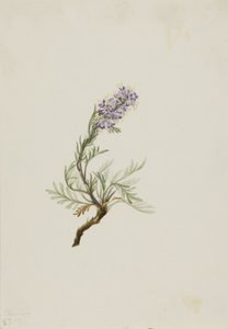 Gray Phacelia Phacelia sericea Gray, 1911 od Mary Vaux Walcott