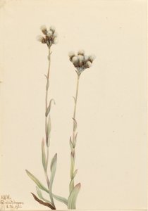 Kočkodan šedý (Antennaria howellii) od Mary Vaux Walcott