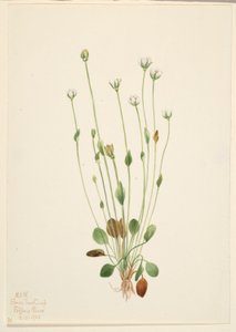 Chrastavec šedý (Senecio canus) od Mary Vaux Walcott