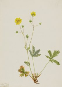 Mochna šedavá (Potentilla glaucophylla)