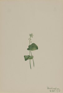 Zmijovec zelený (Malaxis unifolia) od Mary Vaux Walcott
