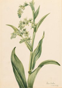 Zelené medvědí zelí (Veratrum viride) od Mary Vaux Walcott