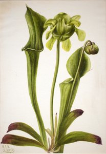 Zelený džbán Sarracenia orephila, 1933. od Mary Vaux Walcott