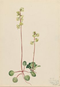 Zelená pyrola (Pyrola chlorantha) od Mary Vaux Walcott