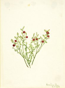 Tetřev hlušec (Vaccinium scoparium) od Mary Vaux Walcott