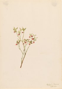 Tetřev hlušec (Vaccinum scoparium) od Mary Vaux Walcott