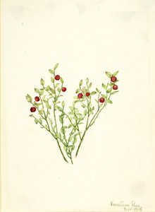 Grouse Whortleberry Vaccinium scoparium, 1918. od Mary Vaux Walcott