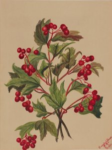 Tetřev hlušec (Viburnum americanum) od Mary Vaux Walcott