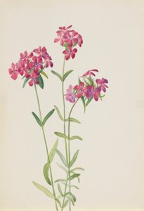 Phlox Phlox Phlox amoena, ca. začátek 30. let 20. století. od Mary Vaux Walcott