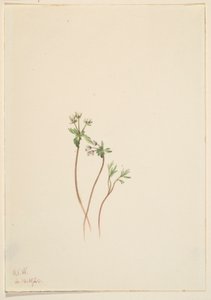 Předzvěst jara (Erigenia bulbosa) od Mary Vaux Walcott