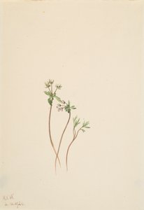 Harbinger of Spring Erigenia bulbosa, 1920. od Mary Vaux Walcott