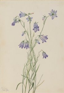Zvonek okrouhlolistý (Campanula rotundifolia) od Mary Vaux Walcott