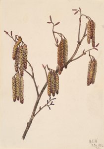 Hazel Alder Alnus regosa, 1920. od Mary Vaux Walcott