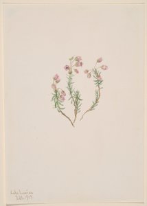 Vřes (Phyllodoce intermedia) od Mary Vaux Walcott