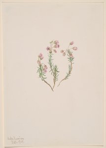 Heather Phyllodoce intermedia, 1907. od Mary Vaux Walcott