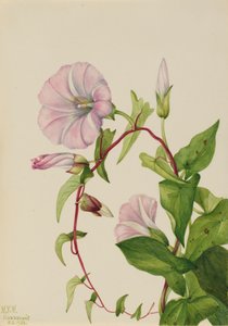 Svlačec živý plot Calystegia Convolvulus sepium, 1932. od Mary Vaux Walcott