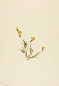 Heieracium gracile od Mary Vaux Walcott