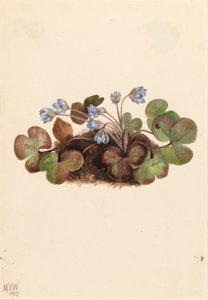 Hepatica (Hepatica americana) od Mary Vaux Walcott