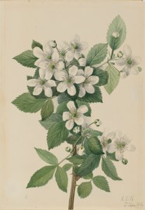 Ostružina ostružiník (Rubus argutus) od Mary Vaux Walcott