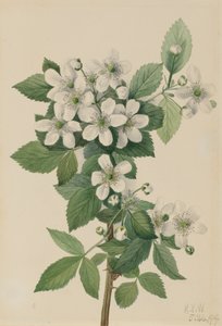 Highbush Blackberry Blackberry, 1919 od Mary Vaux Walcott