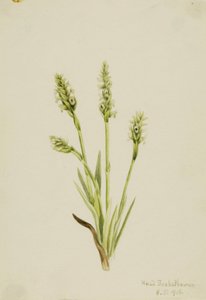 Dámská kapucínka (Ibidium strictum) od Mary Vaux Walcott