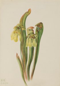 Kapucínka (Sarracenia minor) od Mary Vaux Walcott