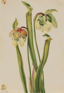 Hybridní pěnišník (Sarracenia minor) od Mary Vaux Walcott