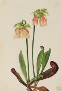 Hybridní pěnišník (Sarracenia minor x psittacina) od Mary Vaux Walcott