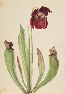 Hybridní pěnišník (Sarracenia rubra xs purpurea venosa) od Mary Vaux Walcott