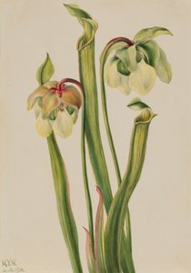 Hybrid Pitcherplant Sarracenia minor, 1930. od Mary Vaux Walcott