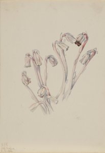 Indiánská dýmka (Monotropa uniflora) od Mary Vaux Walcott