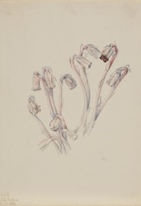 Indická dýmka Monotropa uniflora, 1926. od Mary Vaux Walcott