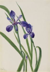 Kosatec (Iris species) od Mary Vaux Walcott
