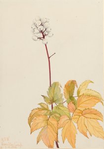 Ivory Baneberry, 1922 od Mary Vaux Walcott