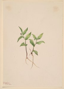 Kruhsea (Kruhsea streptopoides) od Mary Vaux Walcott