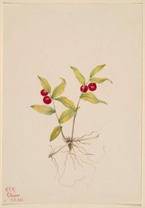 Kruhsea (Kruhsea streptopoides) od Mary Vaux Walcott