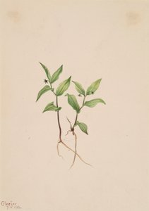 Kruhsea Kruhsea streptopoides, 1913. od Mary Vaux Walcott