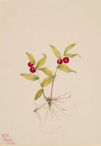 Kruhsea Kruhsea streptopoides, 1922. od Mary Vaux Walcott