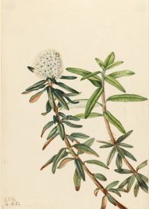 Labradorský čaj (Ledum groenlandicum) od Mary Vaux Walcott