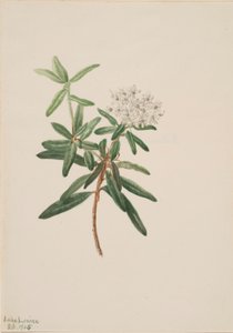 Labradorský čaj (Ledum groenlandicum) od Mary Vaux Walcott
